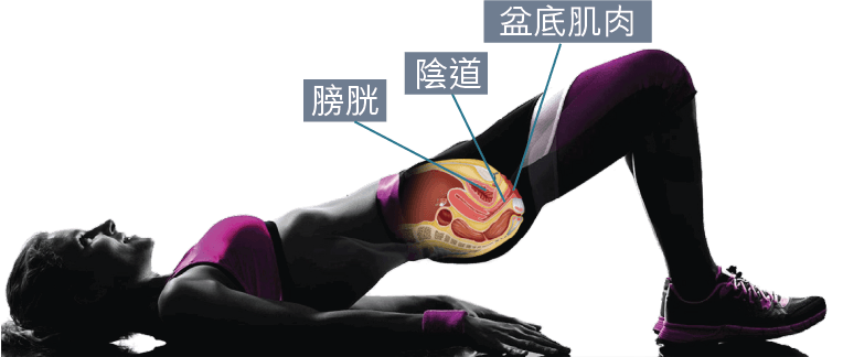 盆底肌鍛鍊方法示意