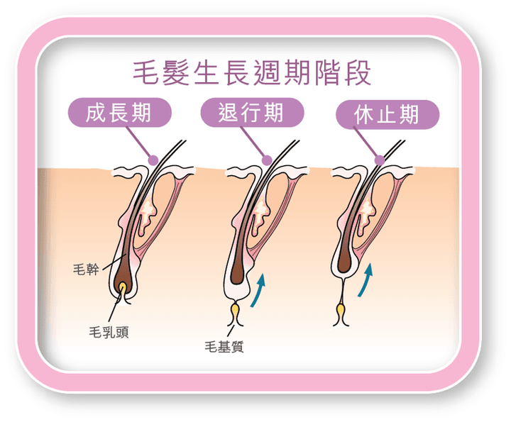 毛髮生長週期示意圖